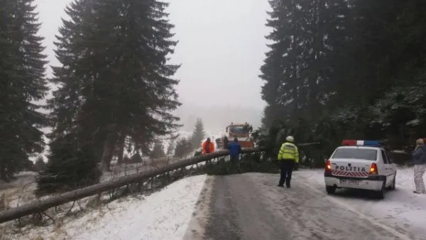 Unul din trei brazi, gata să cadă pe şosea