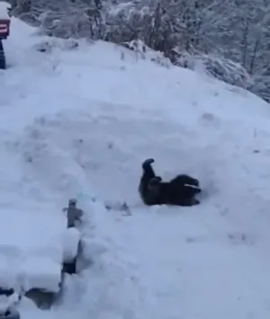 Un urs a fost filmat la Predeal, în timp ce se juca în zăpadă