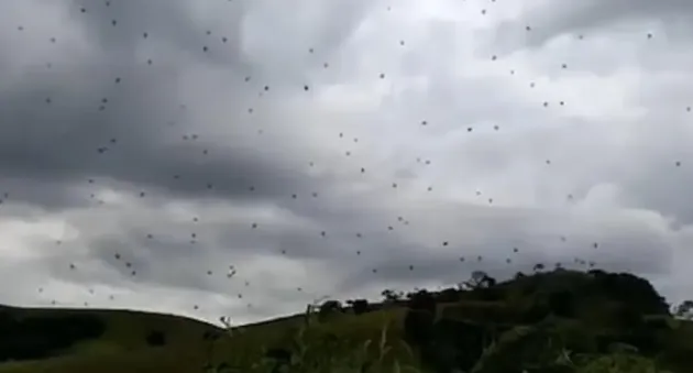 Ploaie de păianjeni