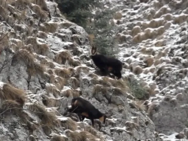 Imagini unice cu capre negre care se hrănesc în Prăpăstiile Zărneştiului