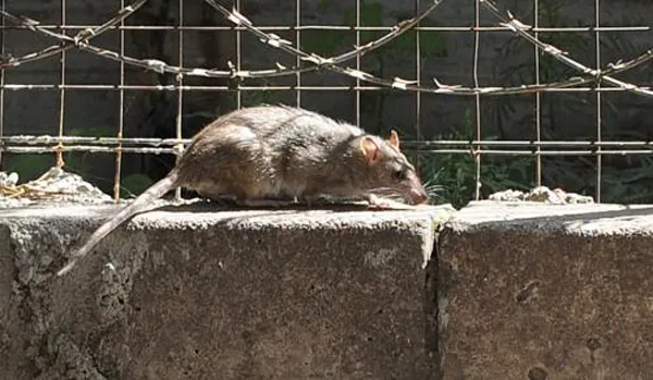 Zoo Brașov și-a refăcut stocul de șobolani. 20 de lei bucata