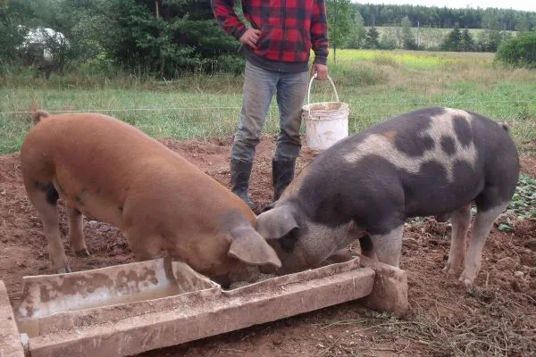 Persoanele fizice nu mai au voie să crească mai mult de 5 porci în gospodării fără a se înregistra la Registrul Comerţului