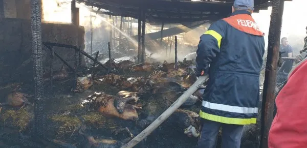 Imagini cumplite după un incendiu la Prejmer. Zeci de animale şi păsări moarte, după ce focul a cuprins toate cele 7 anexe ale unei case