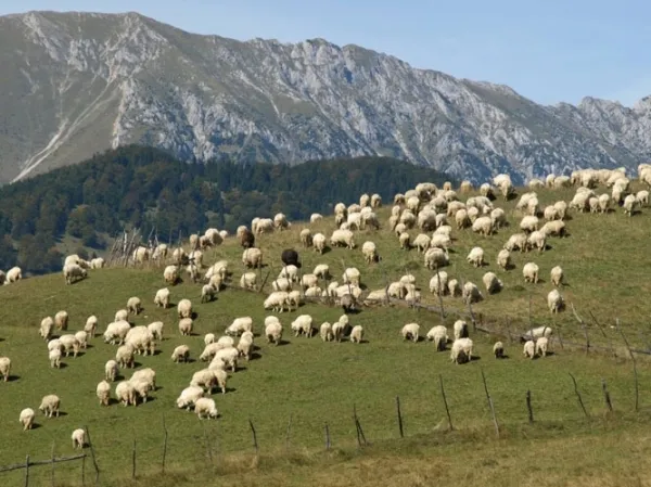 Judeţul Braşov va avea două centre de la care fermierii pot obţine titlul de „produs montan”