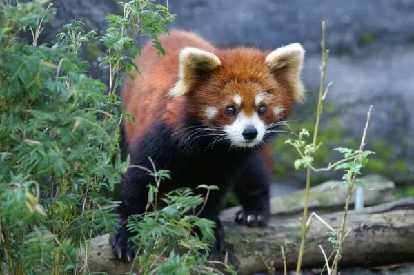 Grădina Zoologică Braşov, prima din România care va avea un panda roşu 