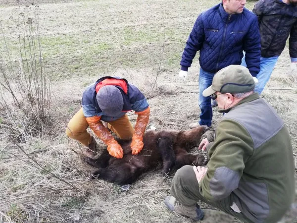 Pui de urs, omorât de o maşină. Ursoaica a scăpat