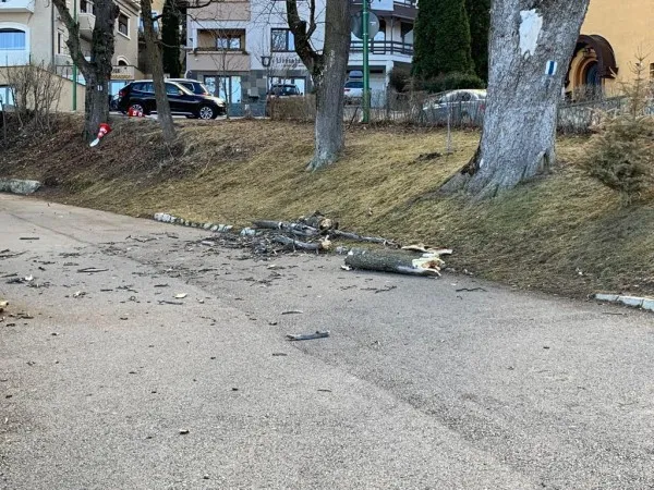 Arţarii tăiaţi de pe Aleea Tiberiu Brediceanu, înlocuiţi cu tei 