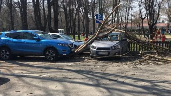 Un şofer şi-a găsit maşina „acoperită” de un copac... ce nu trebuia să fie
