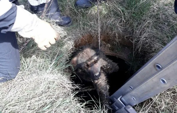 Au salvat o viață de câine