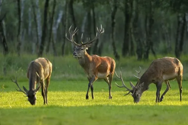 Pe 170 de hectare, o fermă de vânat