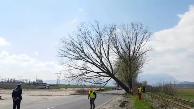 332 de arbori periculoşi de pe marginea DN73A, programaţi „la drujbă” 