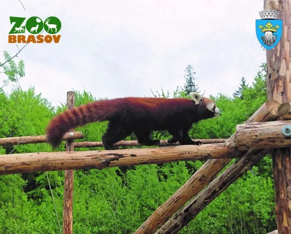 Peggy, prezentată vizitatorilor Grădinii Zoologice Braşov 