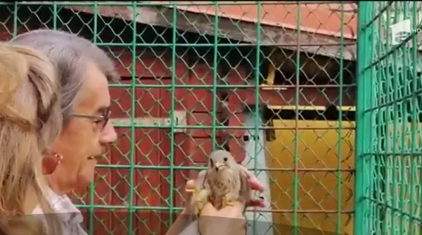 Un șoim s-a recuperat printre urși, după ce a fost lovit de o mașină la Predeal