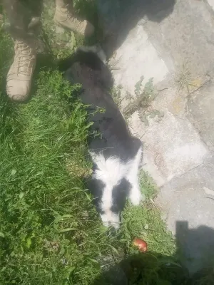 Anchetă la Cincu. Un militar ar fi trecut intenţionat cu un vehicul blindat peste un câine
