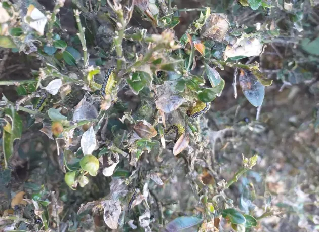 Omizile păroase au devorat gardul viu din mai multe zone ale Braşovului