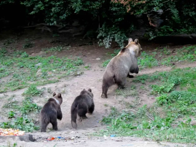 Au alungat urşii de 12 ori în luna mai