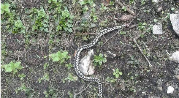 Bărbat mușcat de viperă, lângă Cabana Piatra Mare