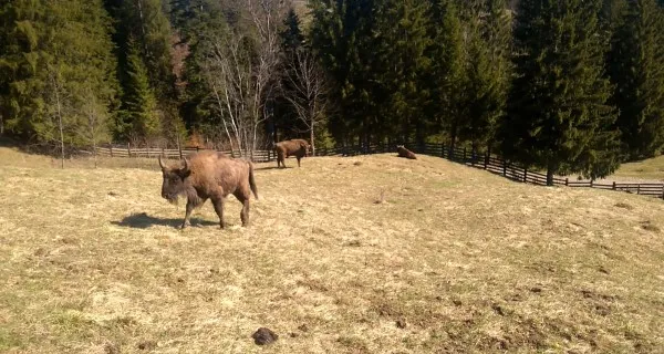 „Sânge proaspăt”. Cosangvinizarea a devenit o problemă la rezervația de zimbri din Vamă, vor fi aduse exemplare noi din Europa  