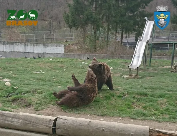 Jocurile copilăriei în Grădina Zoologică Brașov