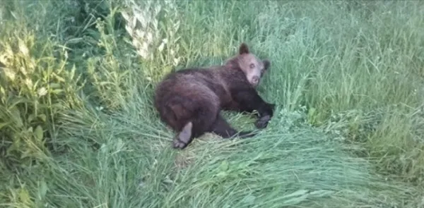 Un pui de urs, victimă pe DN1. Păzit de Poliţie, până au venit instrucţiuni de la Garda de Mediu