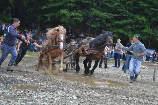 Peste 50 de cai şi-au demonstrat puterea la Râşnov, în week-end