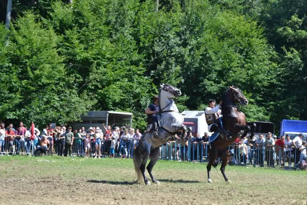 Începe Festivalul Naţional al Cailor