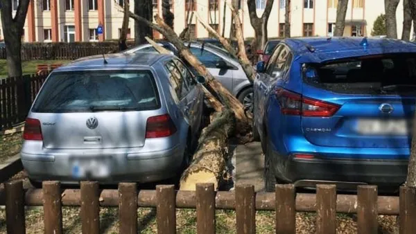 Peste 100 de arbori, în planul de tăieri al Primăriei din acest an 