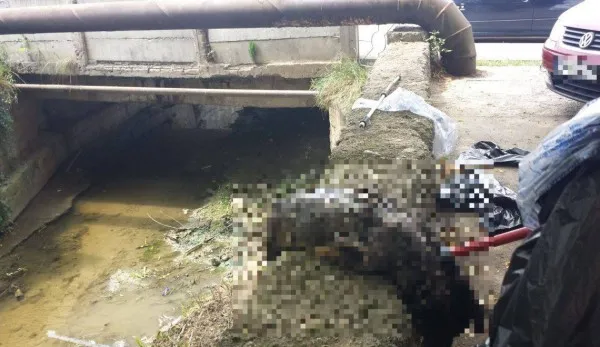Nesimțire urbană: Cadavru de câine împachetat ca „deșeu reciclabil”