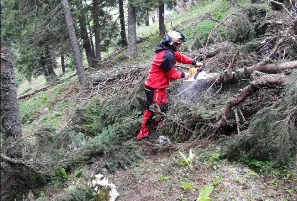 Sute de arbori căzuți în iarnă pe traseele turistice din Masivul Postăvarul
