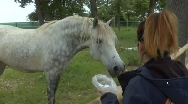 Ferma animalelor de la Sanctuarul Libearty şi-a deschis porţile