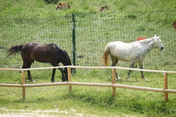 Un nou obiectiv turistic la Braşov: Ferma animalelor domestice salvate se deschide sâmbătă, pentru copiii care ştiu că vaca e mov