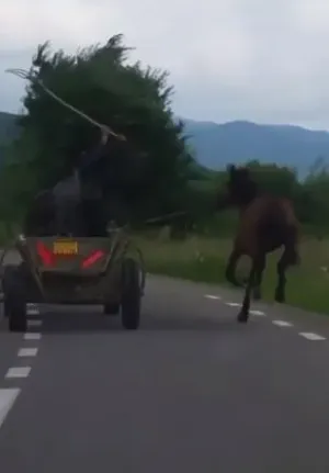 Amendaţi pentru că au lovit calul cu o furcă