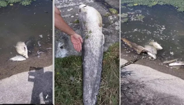Peşti morţi în apele Oltului. O plantă este vinovată