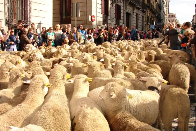 UE îi cere lui Daea să oprească exportul a 70.000 de oi către arabi, pentru „Festivalul sacrificiului”