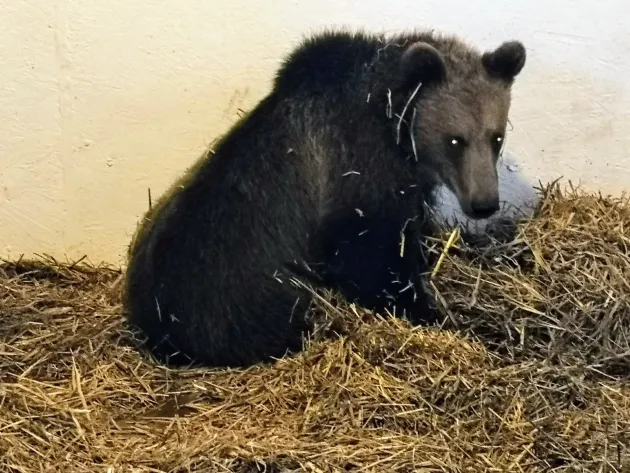 Ursoaica salvată de pe DN 1 a fost botezată și se pregătește de operație
