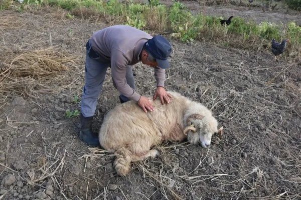 Un urs a vizitat din nou satul Copăcel
