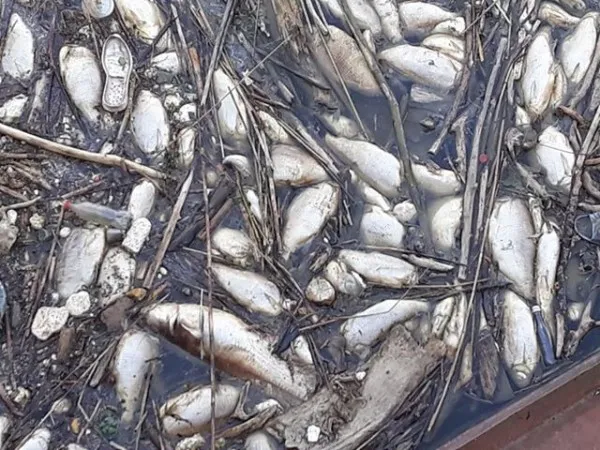 Poluarea, cauza peştilor morţi de pe Olt
