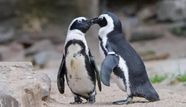 În curând vor începe lucrările la Casa pinguinilor şi focilor, de la Zoo Braşov