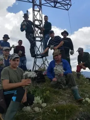 Buruiană sau floare de colţ, incredibil, dar e tot una! Contrar a ceea ce cred aproape toţi românii, floarea de colţ nu se regăseşte pe nici o listă de plante protejate. Ministerul Mediului, înştiinţat de o braşoveancă  