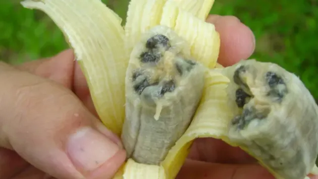 Rămânem fără banane?