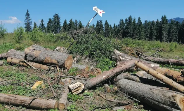 „Goluri alpine” au început să apară în Parcul Natural Bucegi, în zona Predealului