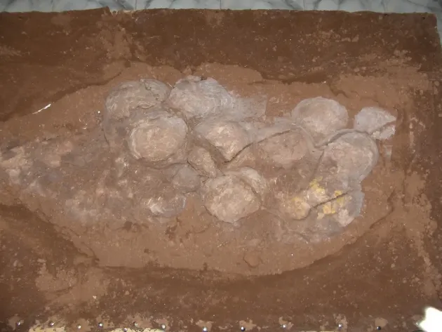 Noi cuiburi cu ouă de dinozaur descoperite pe teritoriul României
