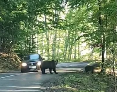 A vrut sau nu să lovească ursul cu maşina?