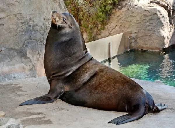 5 milioane de euro, cazarea pentru 4 foci, 2 lei de mare şi 20 de pinguini de mare