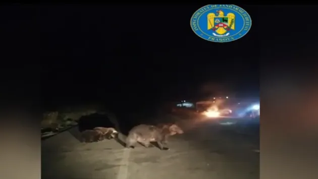 7 urşi au semănat panică pe Valea Cerbului 