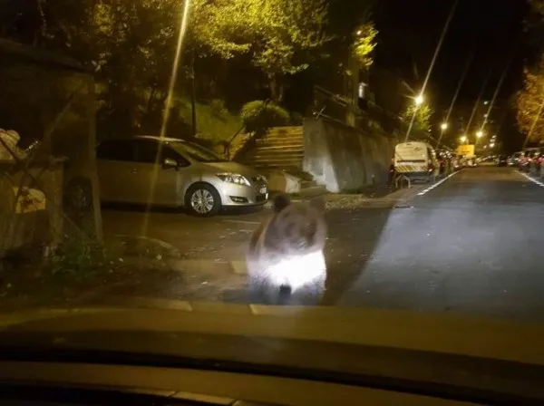 Ziua şi mesajul Ro-Alert pentru prezenţa urşilor în „haită”. Duminică - la Râşnov, luni - la Braşov