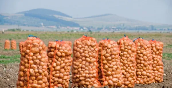 800 de kilograme de cartofi furaţi, într-o maşină. 4 „culegători” duşi în arest