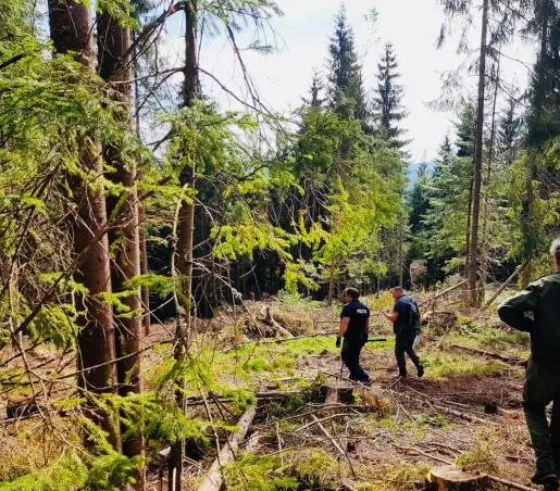 Bucureştean prins duminică, cu drujba în pădurea brănenilor. Dosar penal pentru doi copaci şi şase cioate