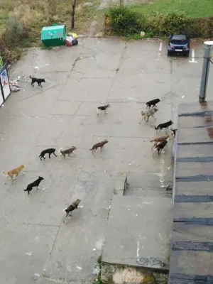 Haită de câini, la plimbare prin Săcele!