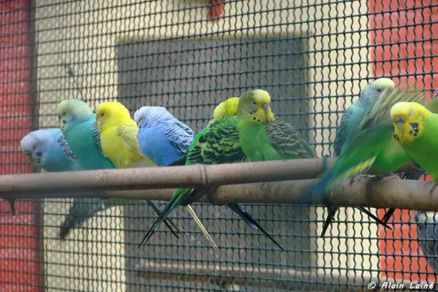 Expoziţie cu 400 de păsări exotice la Grădina Zoologică